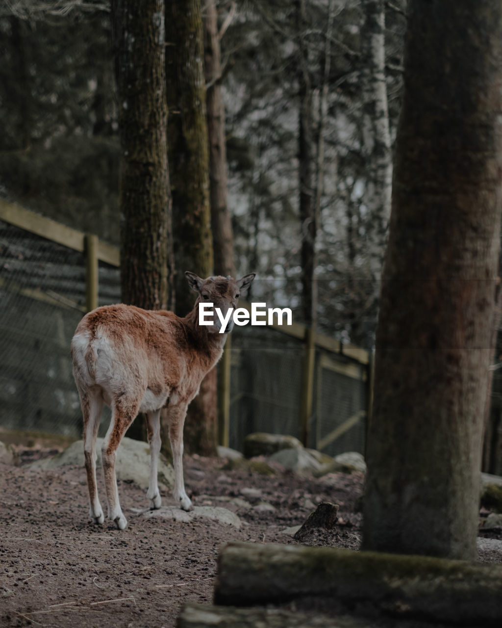 Ibex standing in a forest