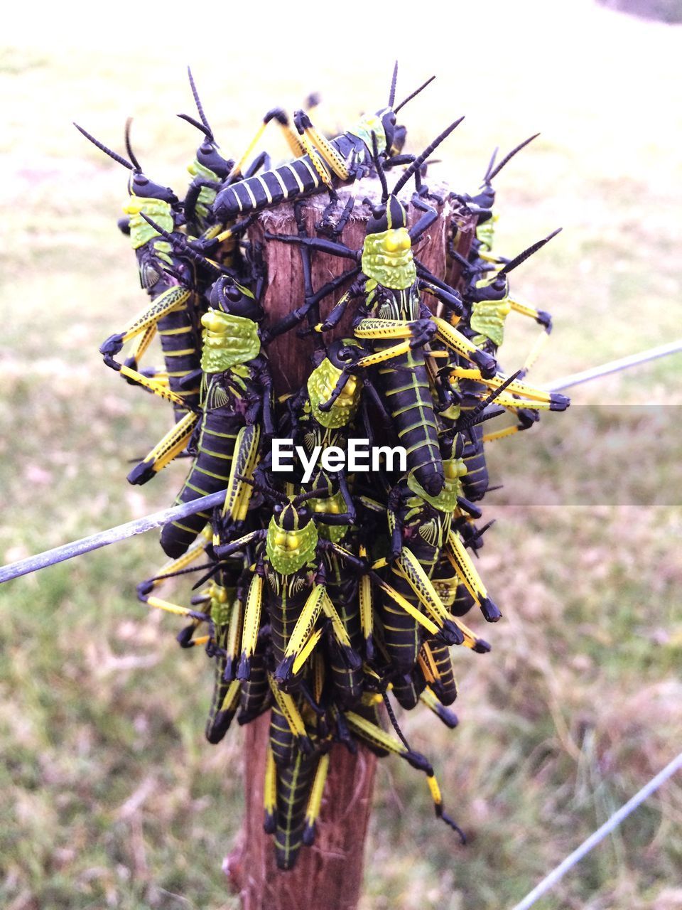 CLOSE-UP OF INSECT ON PLANTS