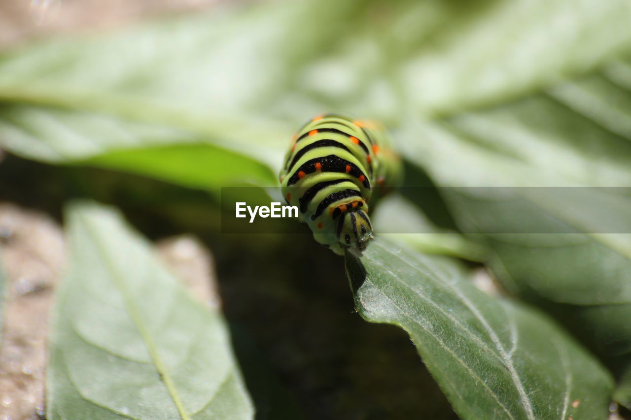 Close-up of caterpillar on leaf