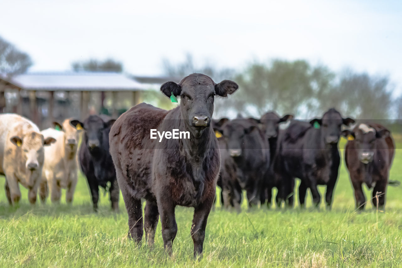 Black angus heifer standing in front of herd of mixed breed beef cattle in pasture in early spring.