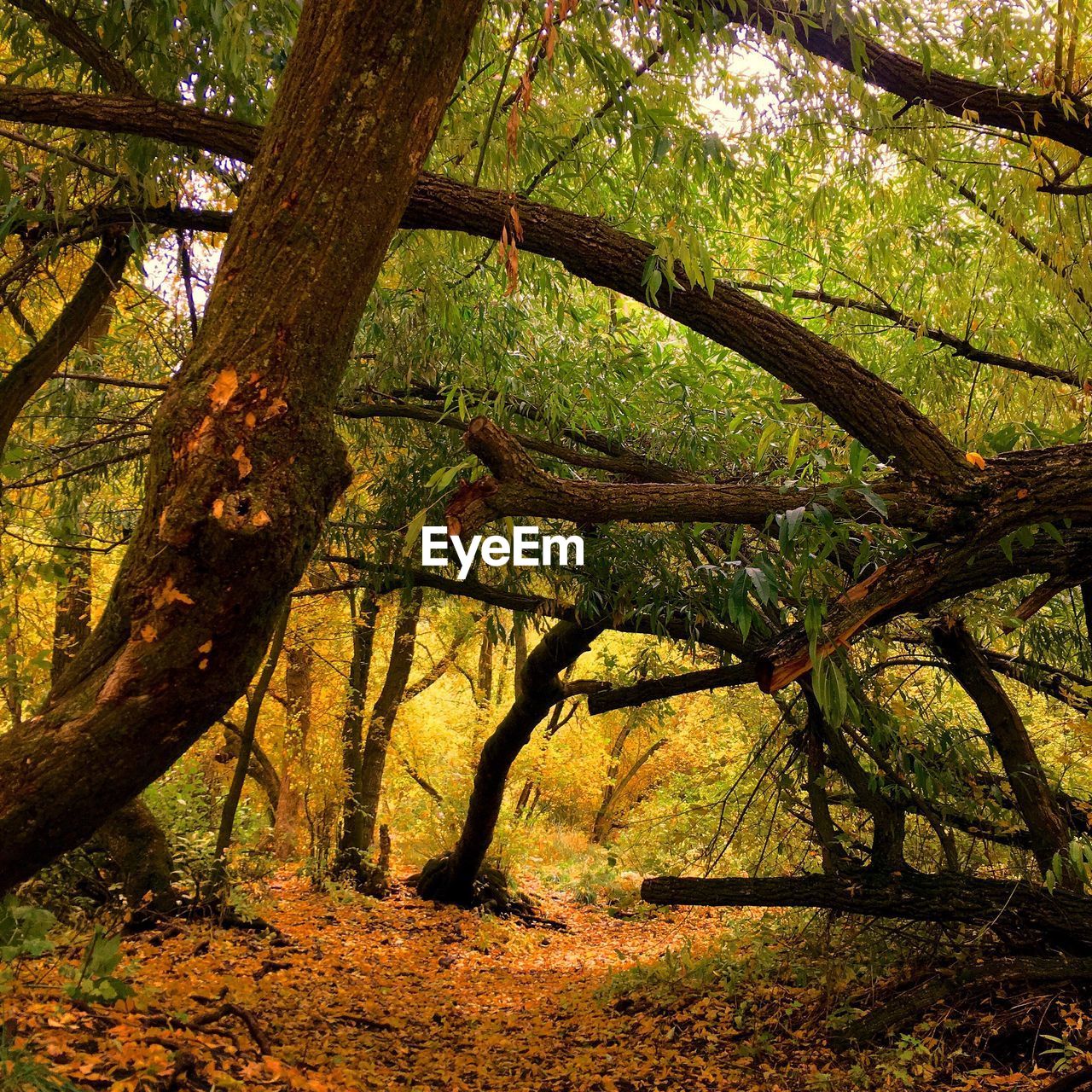 VIEW OF TREE IN FOREST