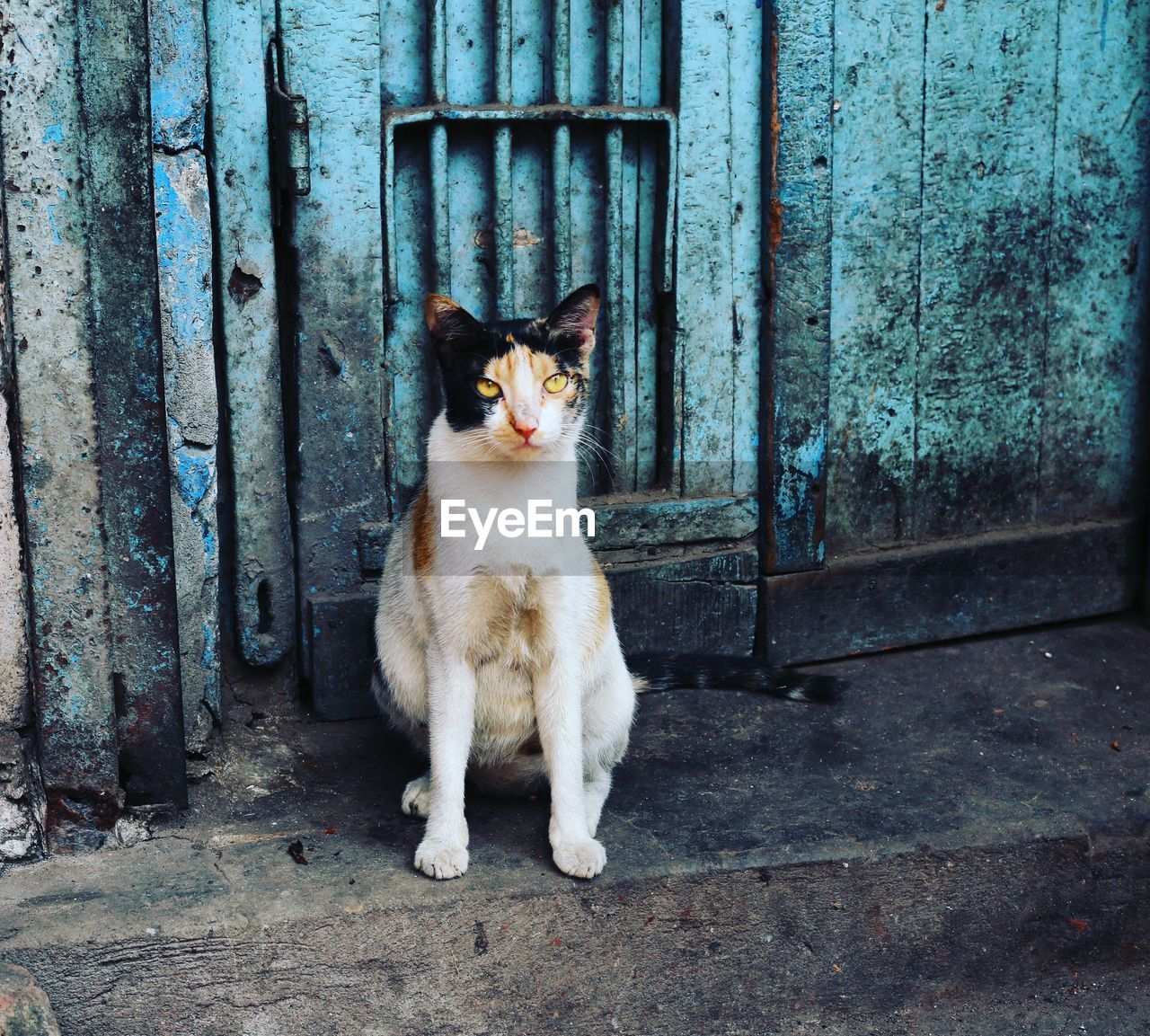 Portrait of cat sitting on door