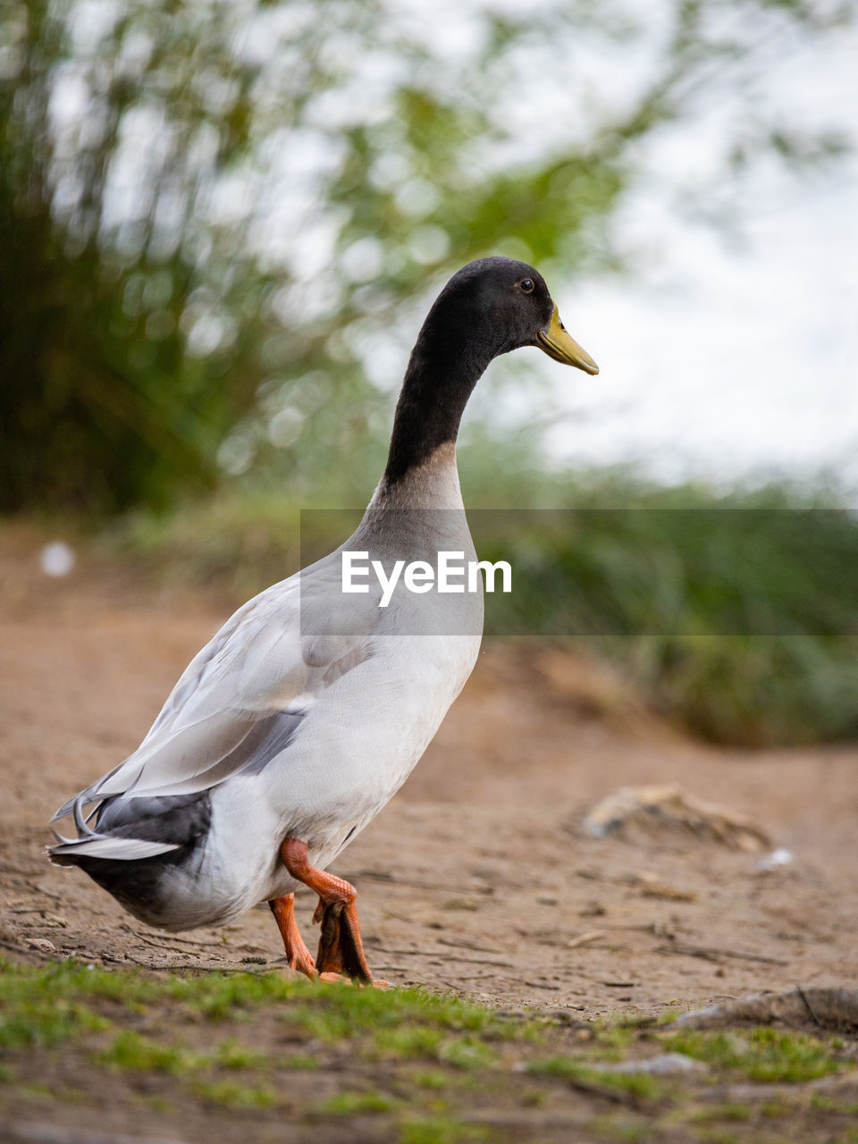 SIDE VIEW OF A BIRD ON A FIELD