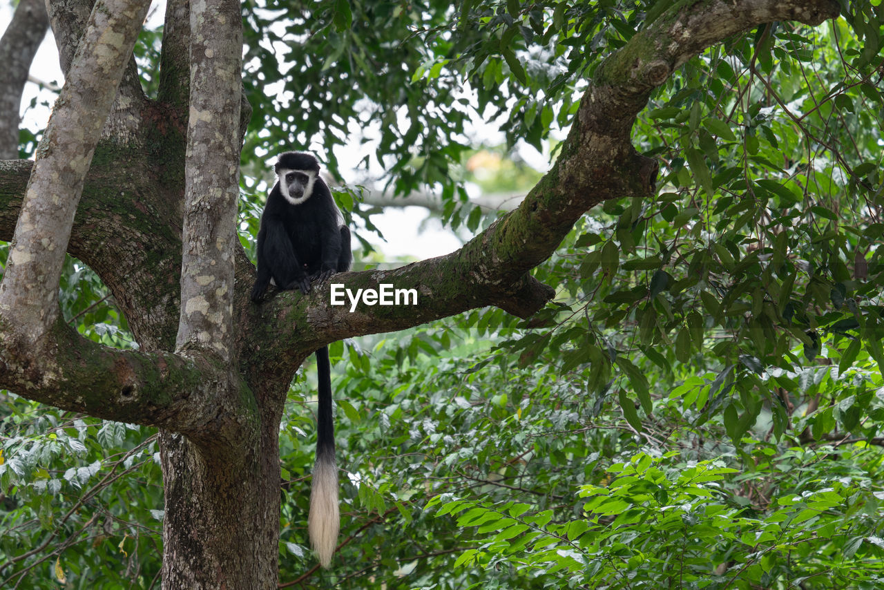 Eastern black-and-white colobus, colobus guereza, national parks of uganda