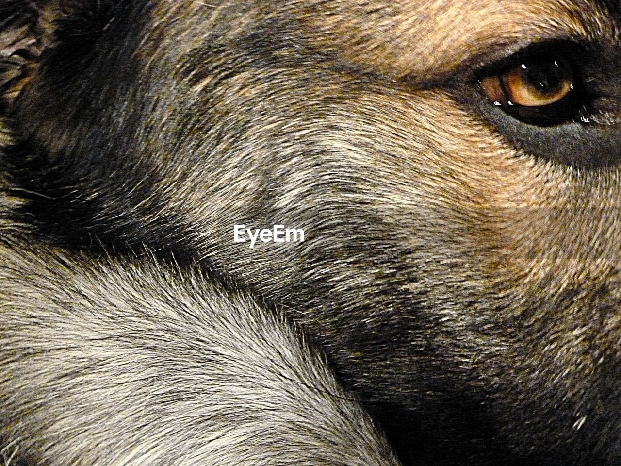 DOG ZEN CLOSE UP OF DOG HEAD Eye Of The Dog Pet Portraits Animal Themes Close-up Day Dog Dog Head Shot Dog Portrait Domestic Animals Mammal No People One Animal Outdoors Pets A New Perspective On Life Human Connection Electrify Your Life