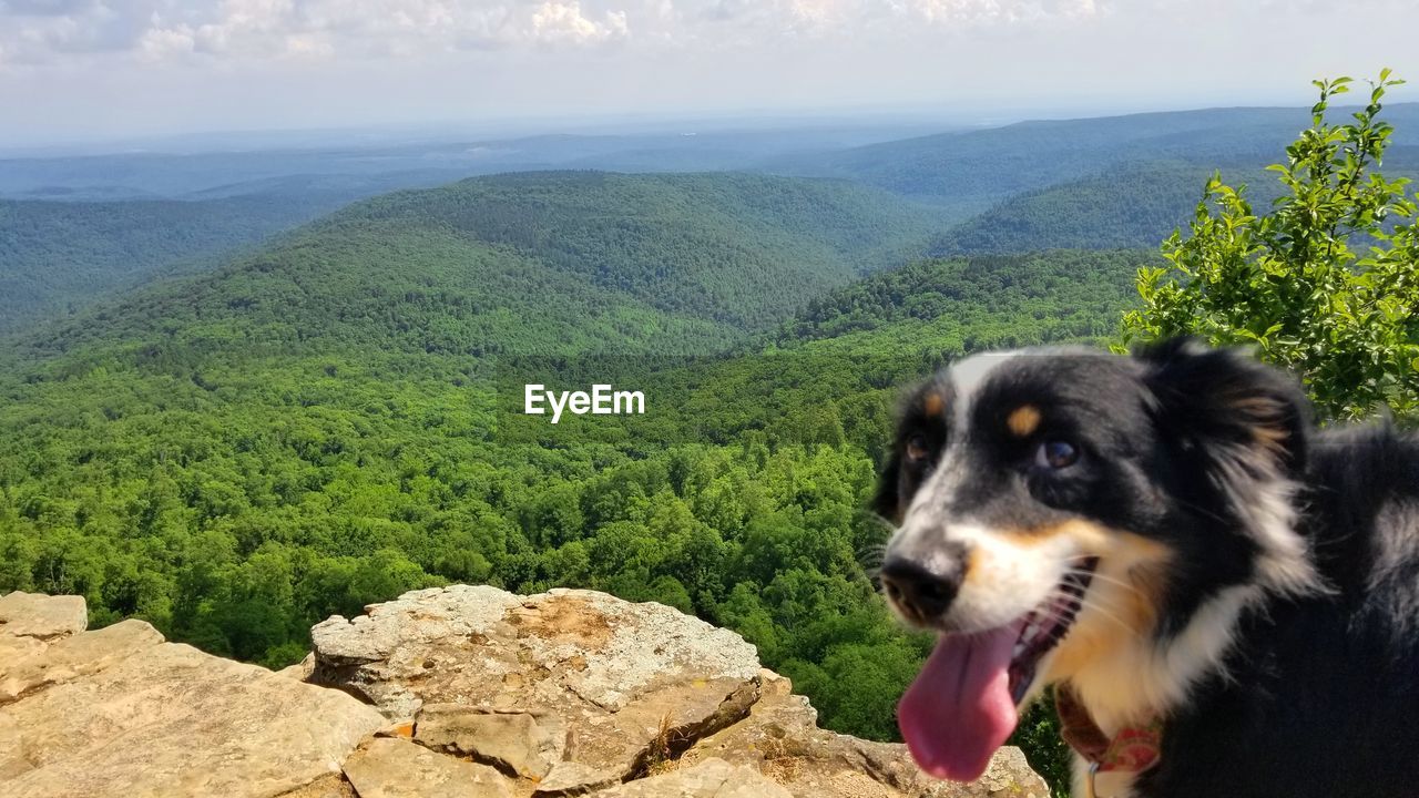 DOG IN MOUNTAINS