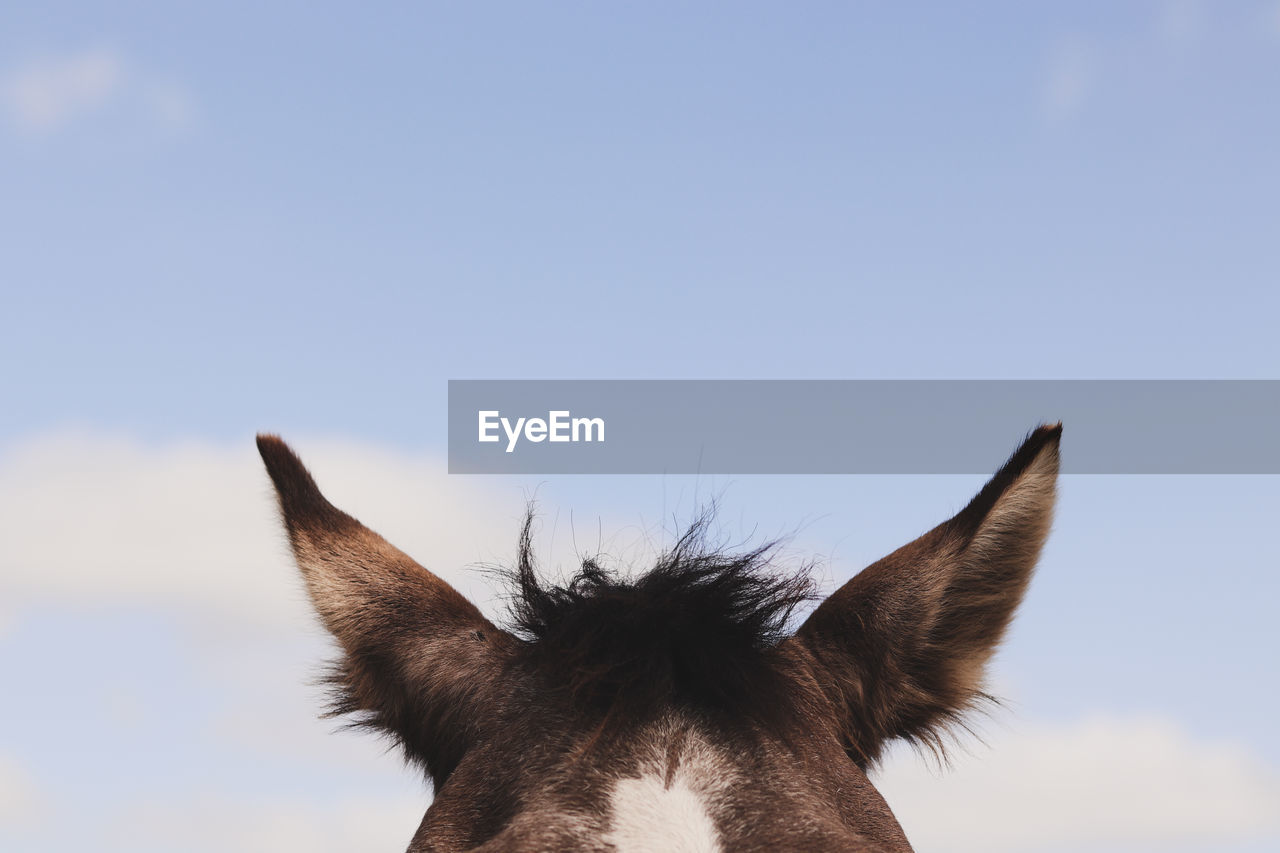 Close-up of a horse against the sky. horse eairs