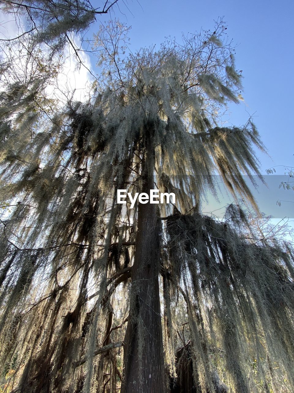 LOW ANGLE VIEW OF TREES AGAINST CLEAR SKY