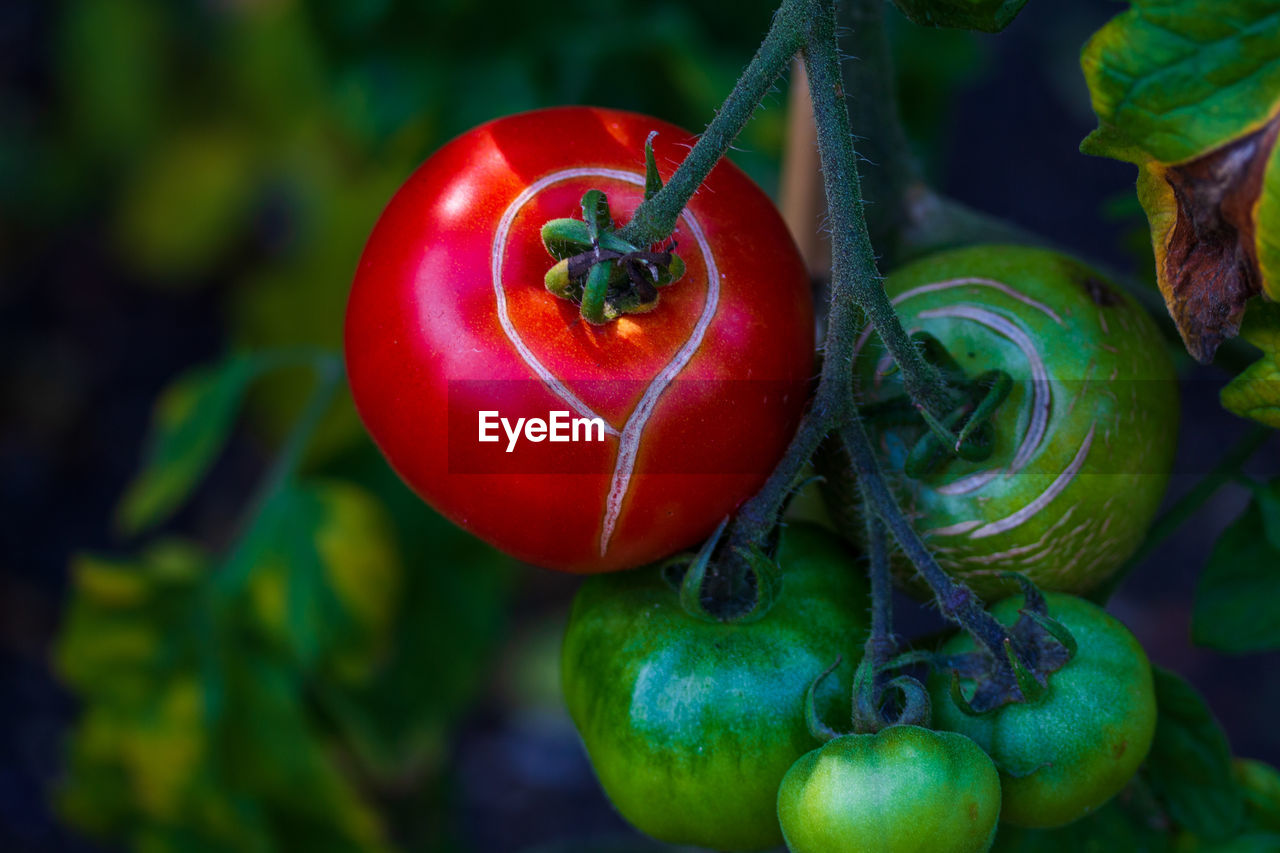 Close-up of fresh tomatoes