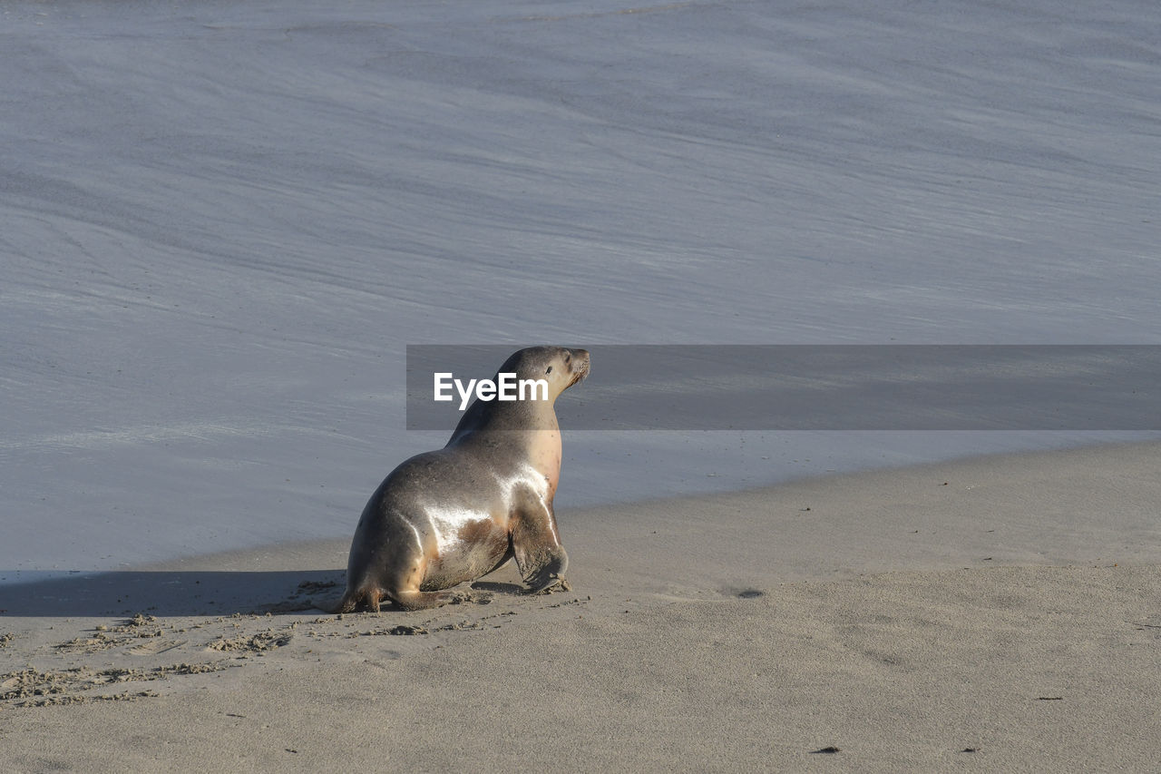 HIGH ANGLE VIEW OF A BIRD ON BEACH