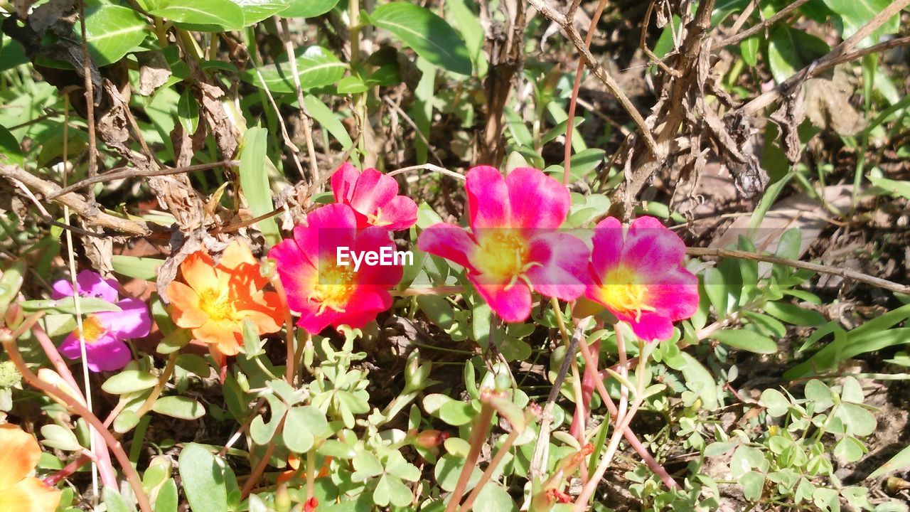 CLOSE-UP OF FLOWERS