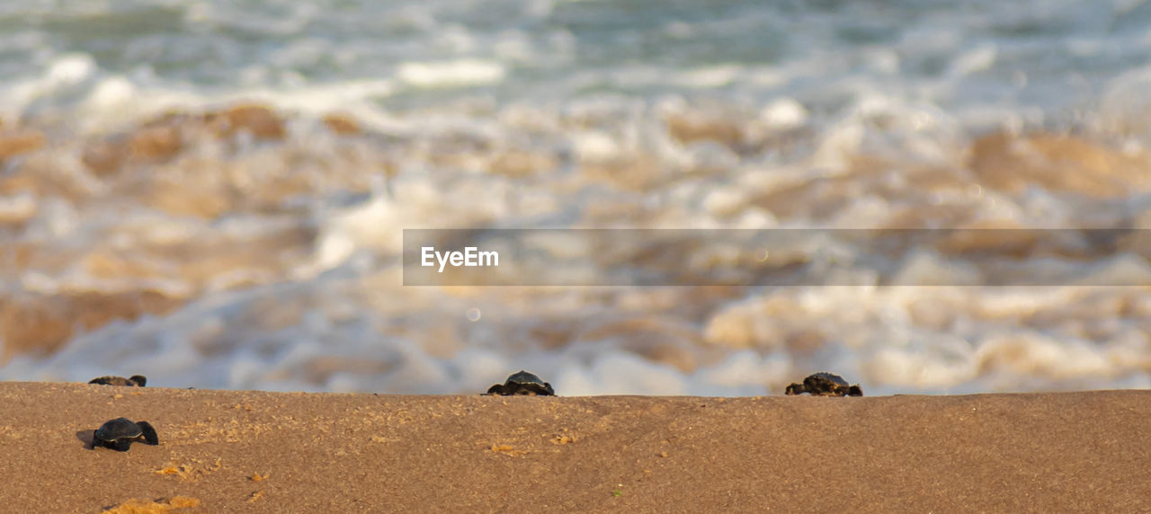 VIEW OF CRAB ON SHORE