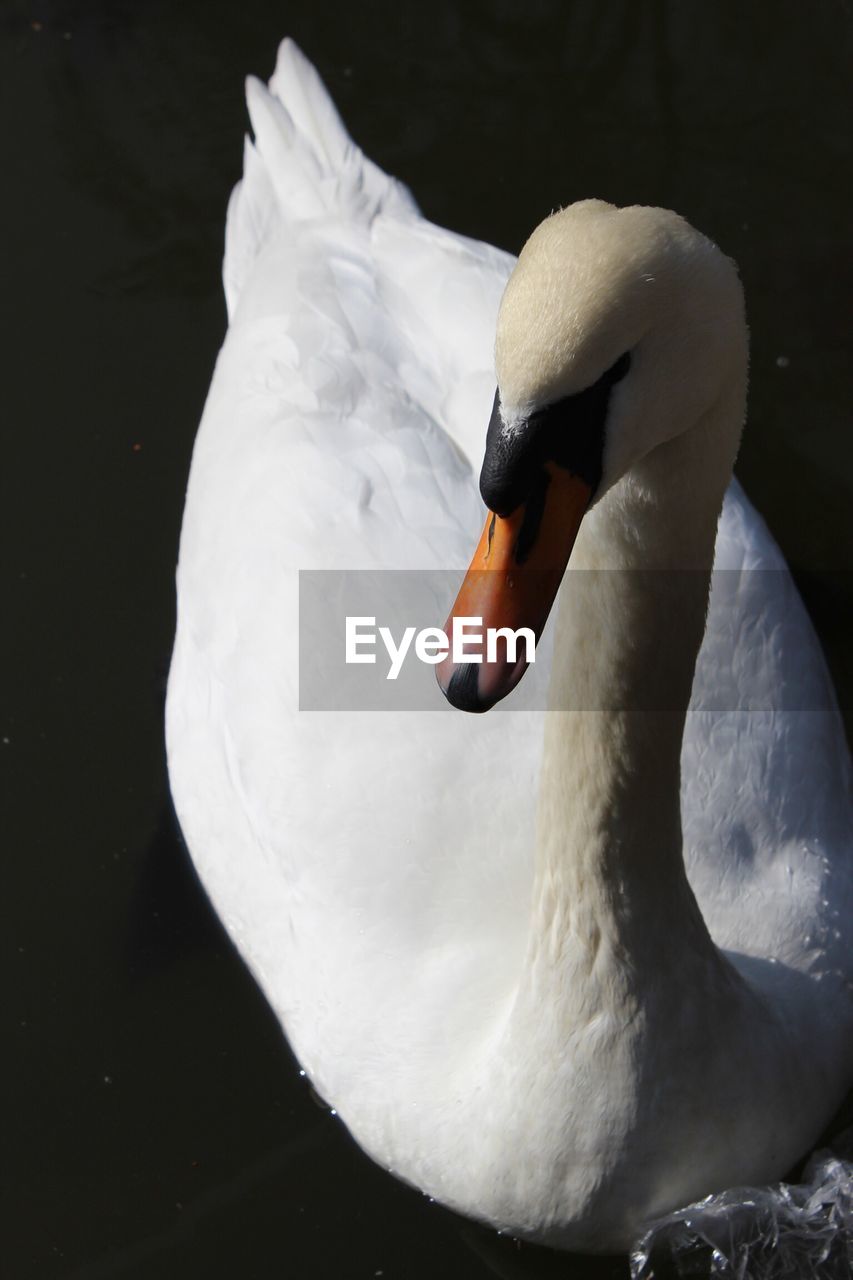 High angle view of mute swan swimming in lake