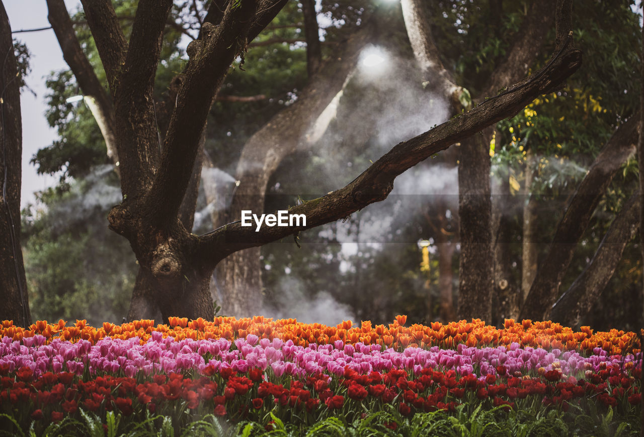 View of flowering plants by trees in park