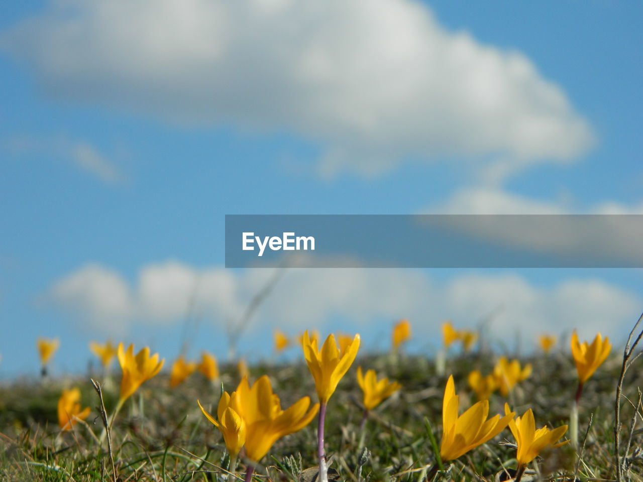 Yellow crocus growing on field against sky