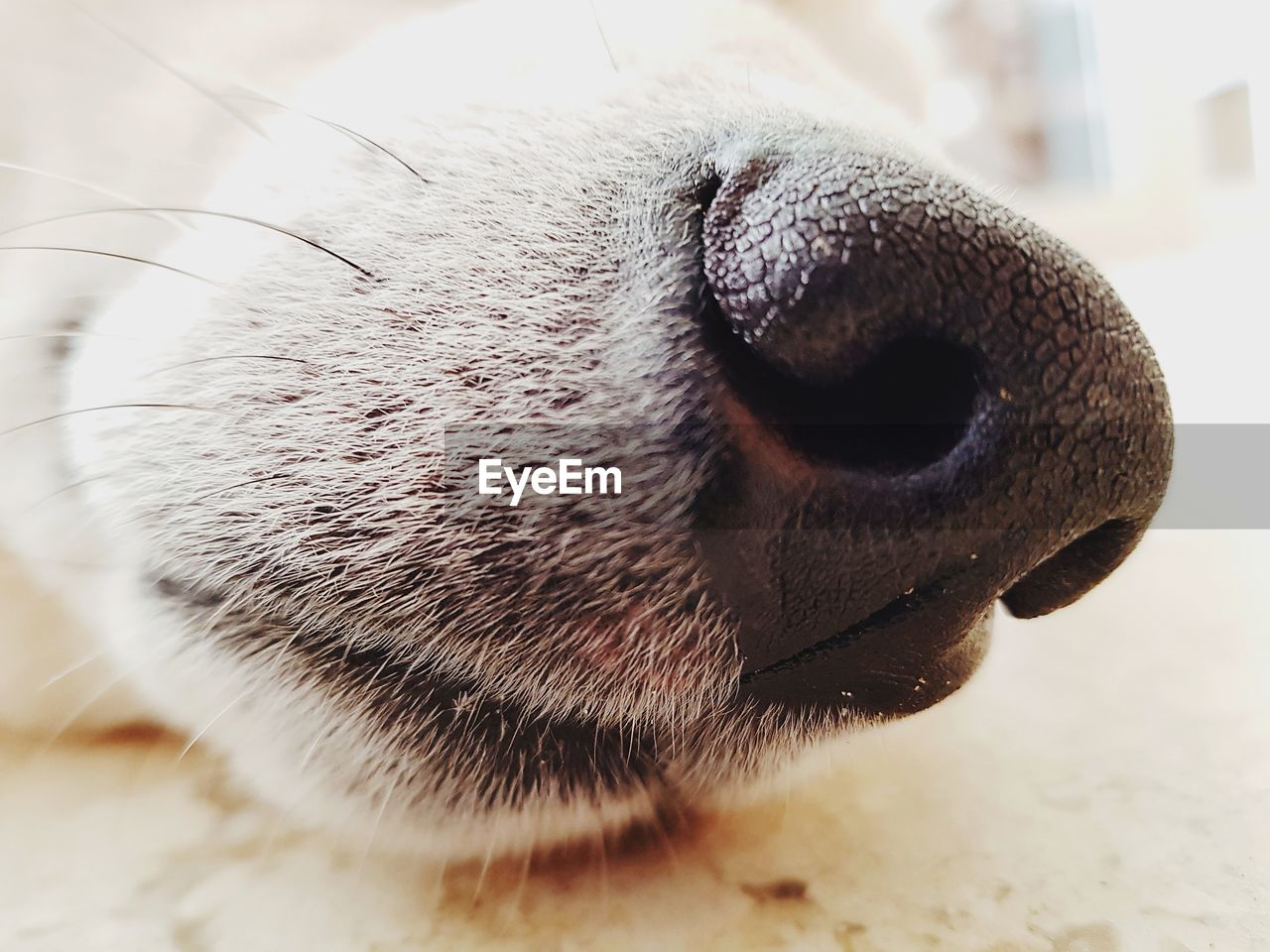 CLOSE-UP OF DOG WITH MOUTH OPEN