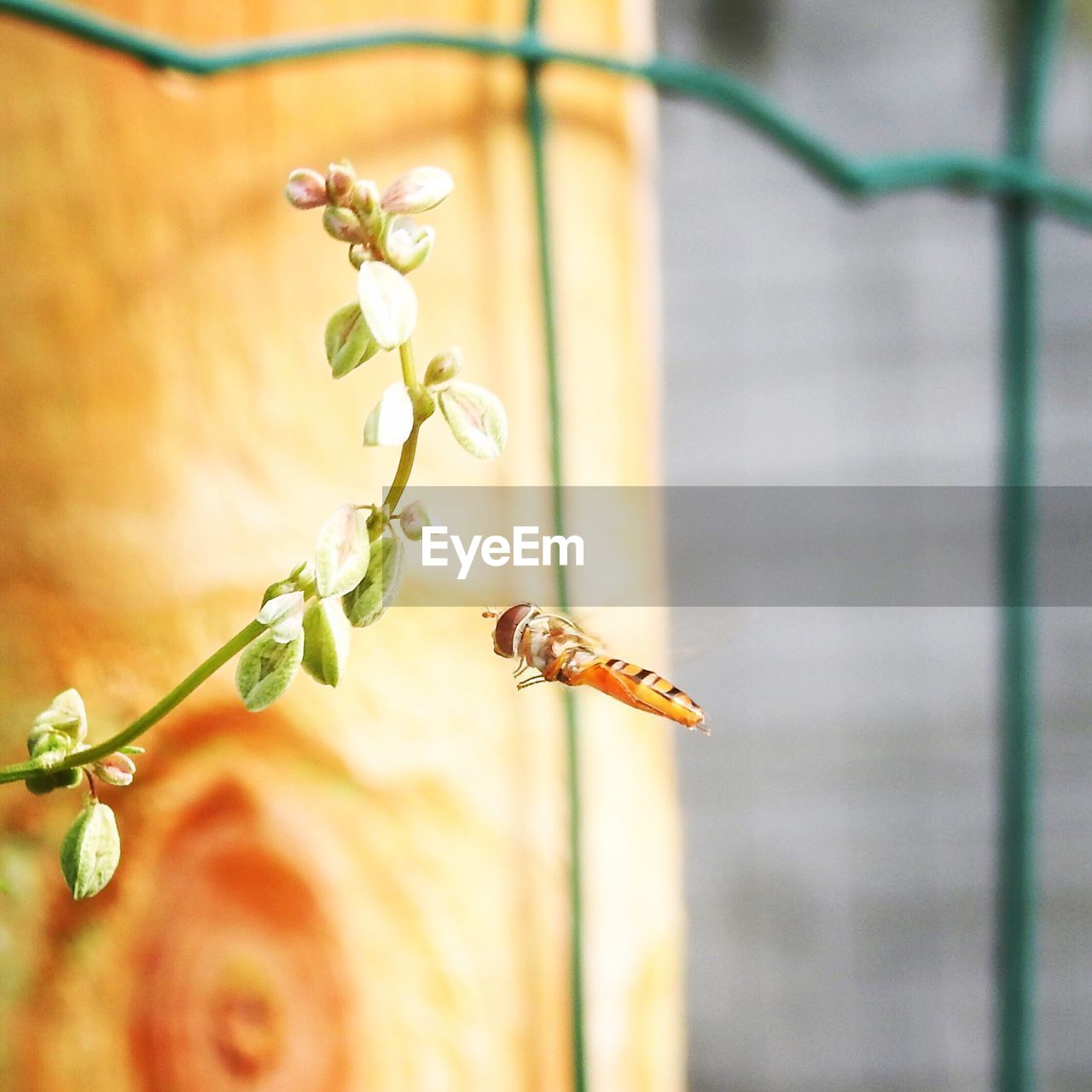 CLOSE-UP OF BEE ON FLOWERS