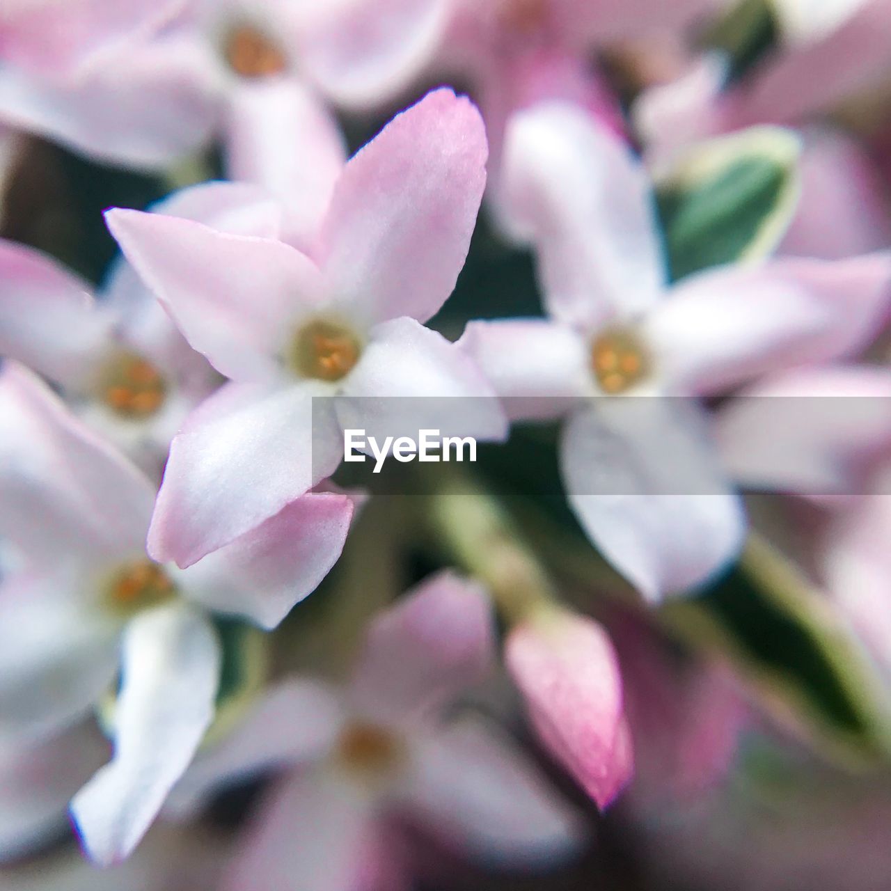 CLOSE-UP OF CHERRY BLOSSOM