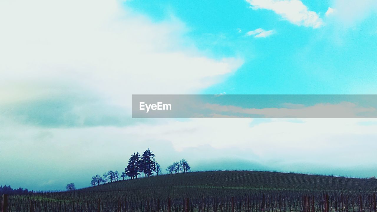 TREES ON FIELD AGAINST CLOUDY SKY