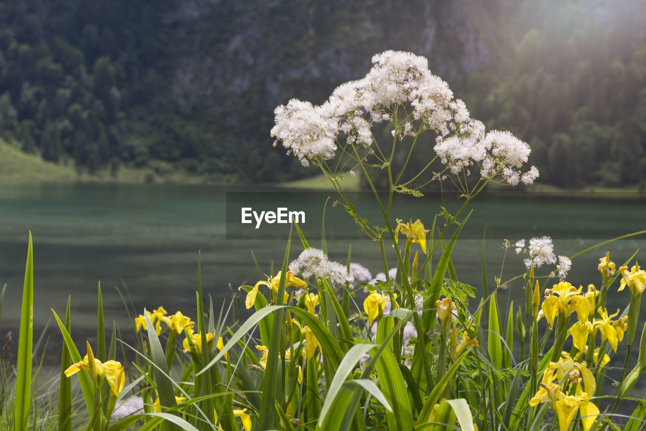Mountain panorama at obersee, near berchtesgaden, bavaria, germany