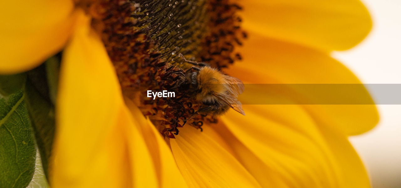 yellow, flower, beauty in nature, animal themes, animal wildlife, sunflower, animal, flowering plant, plant, insect, bee, close-up, honey bee, pollen, flower head, freshness, one animal, macro photography, nature, petal, wildlife, fragility, no people, sunflower seed, macro, growth, plant stem, pollination, outdoors, selective focus