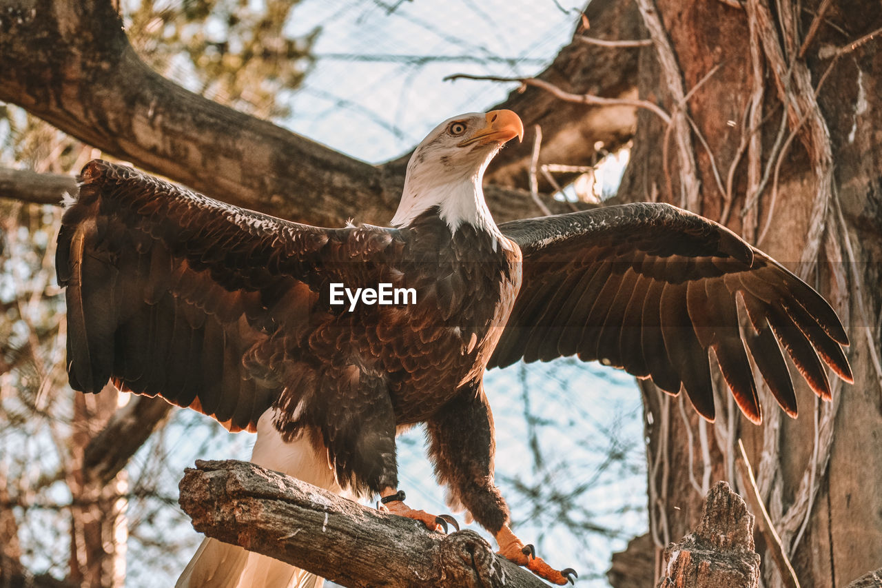 BIRD PERCHING ON A TREE