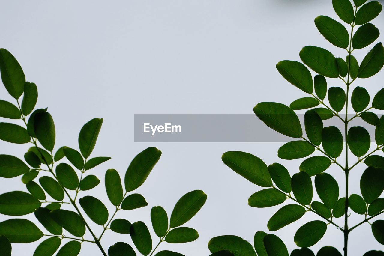 LOW ANGLE VIEW OF PLANTS AGAINST SKY