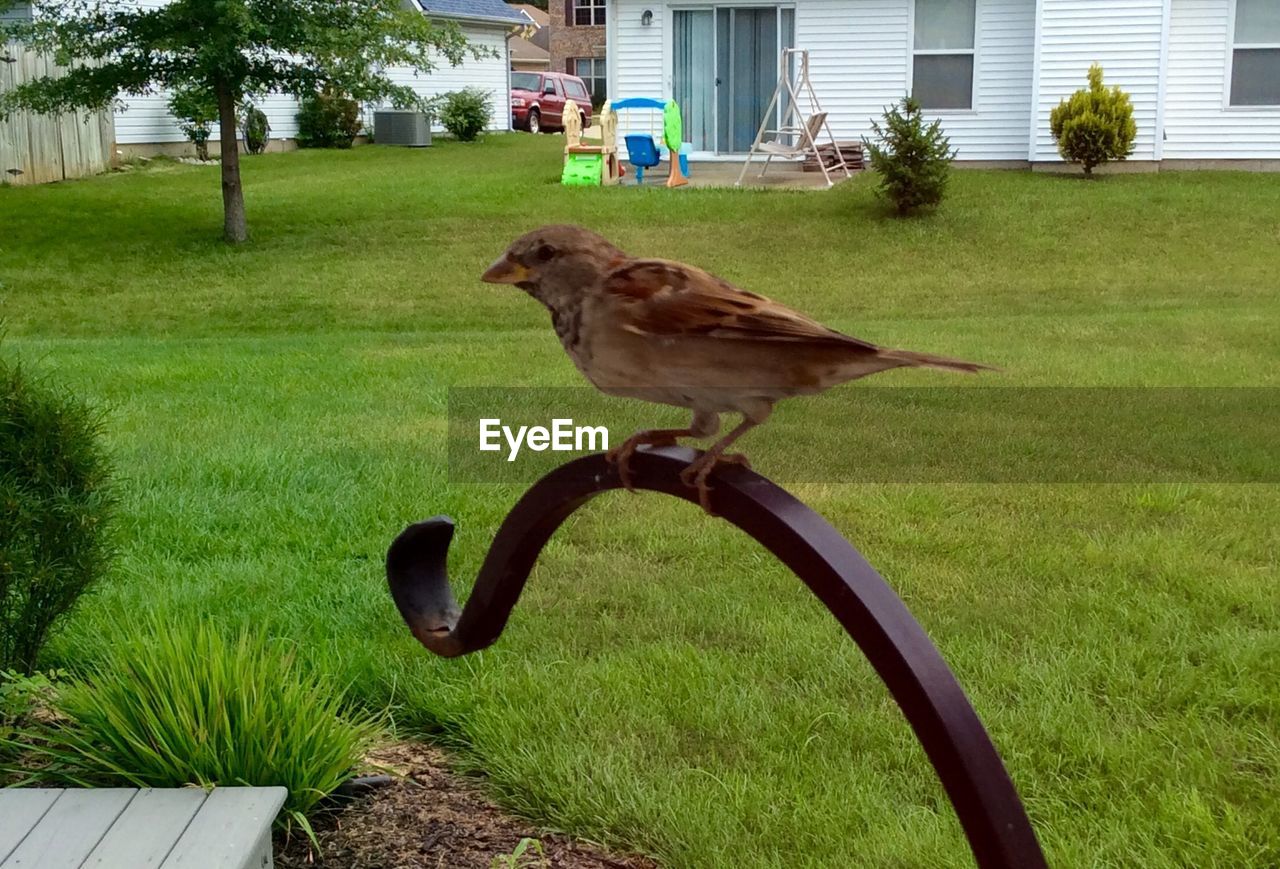 CLOSE-UP OF BIRD ON GRASS