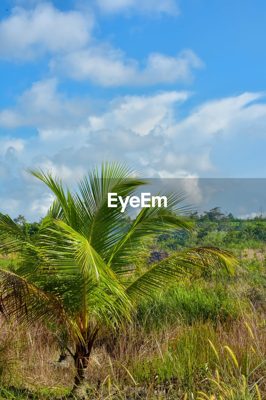 PLANTS GROWING ON FIELD AGAINST SKY