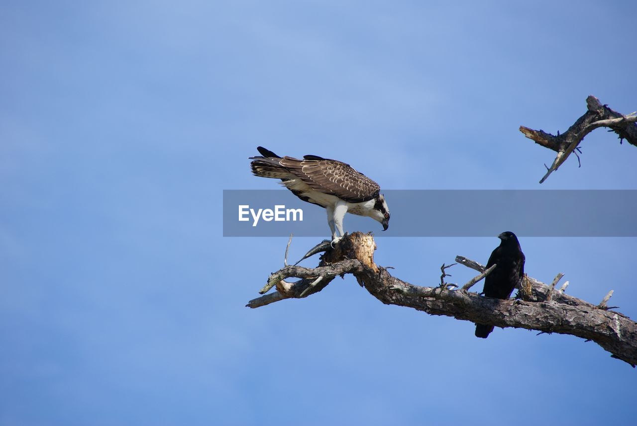 Low angle view of crow and osprey with prey on dead tree against sky