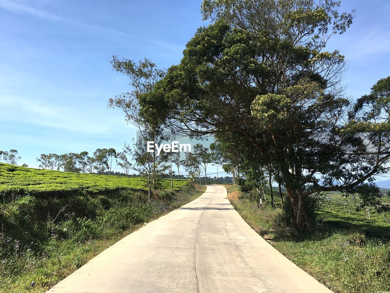 Road amidst trees against sky