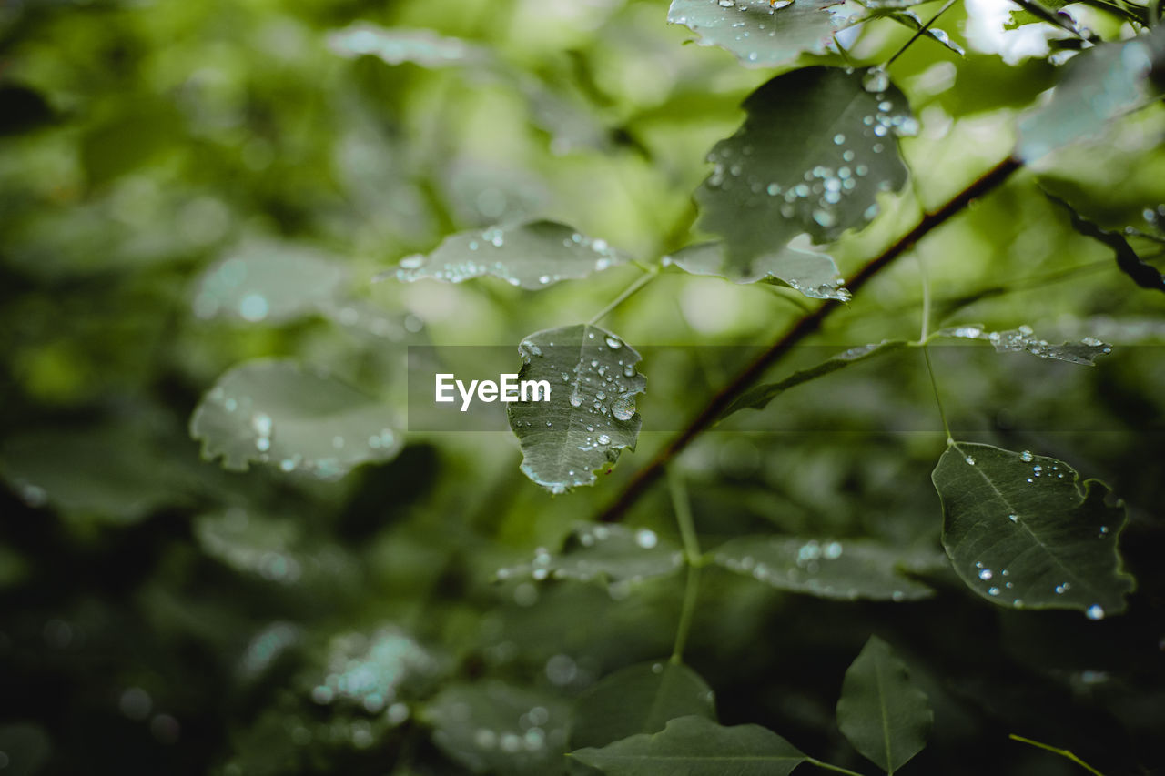 Close-up of water drops on plant