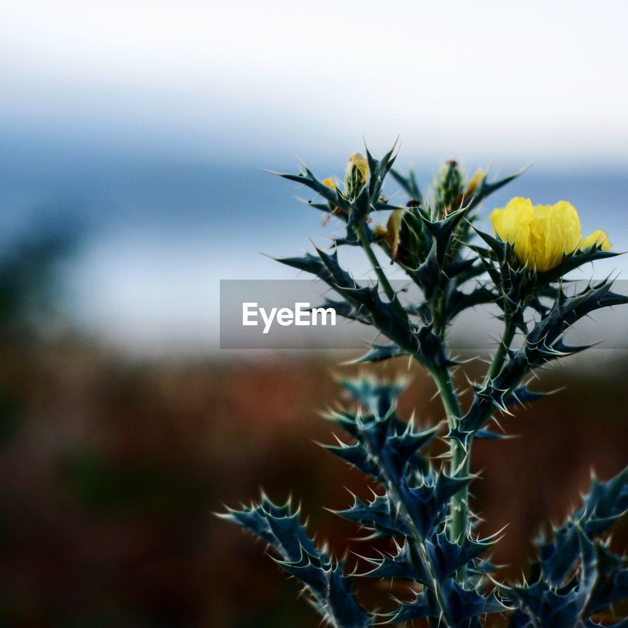 CLOSE-UP OF FLOWERING PLANT