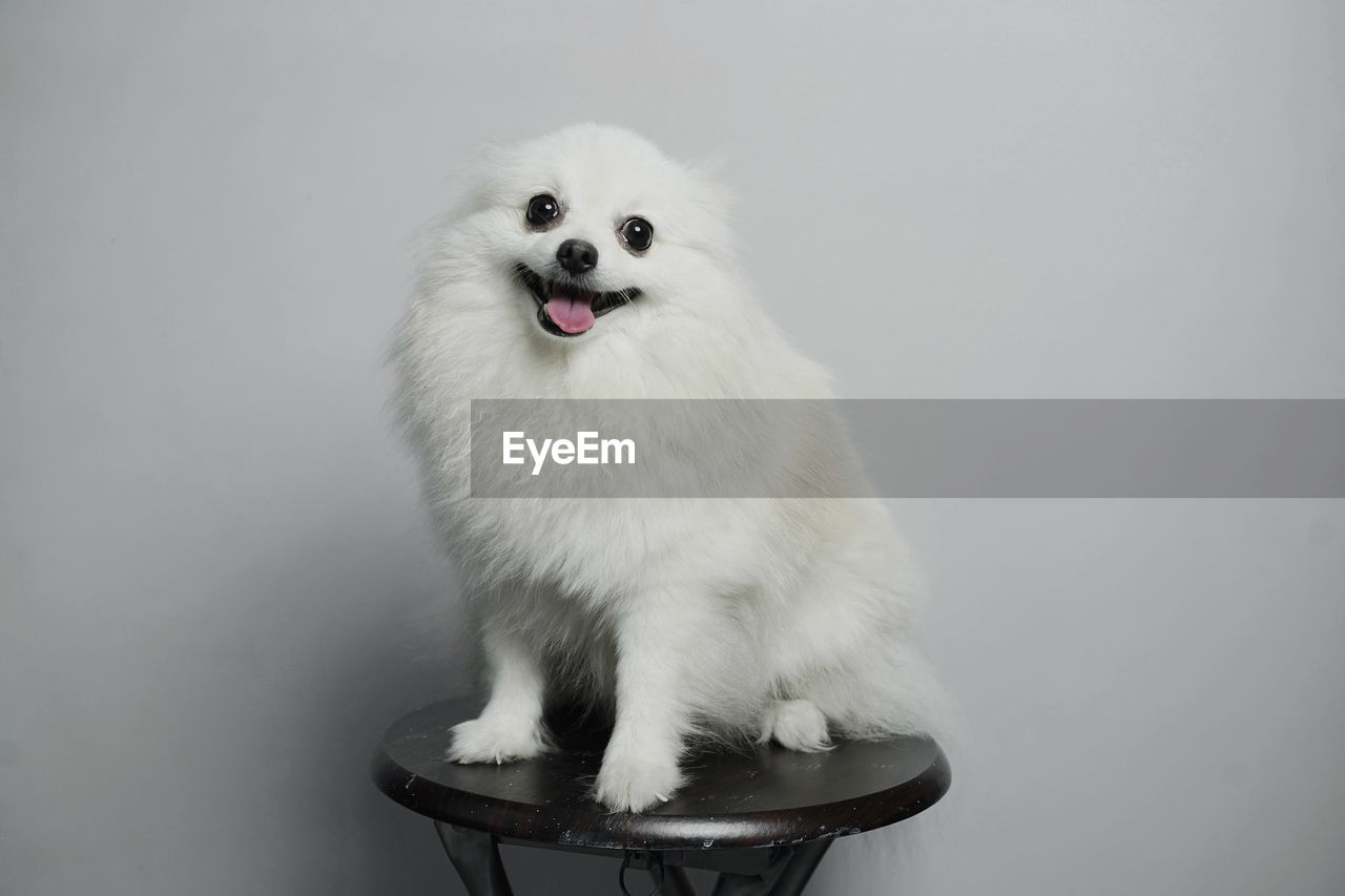 Close-up of dog sitting on table against white background