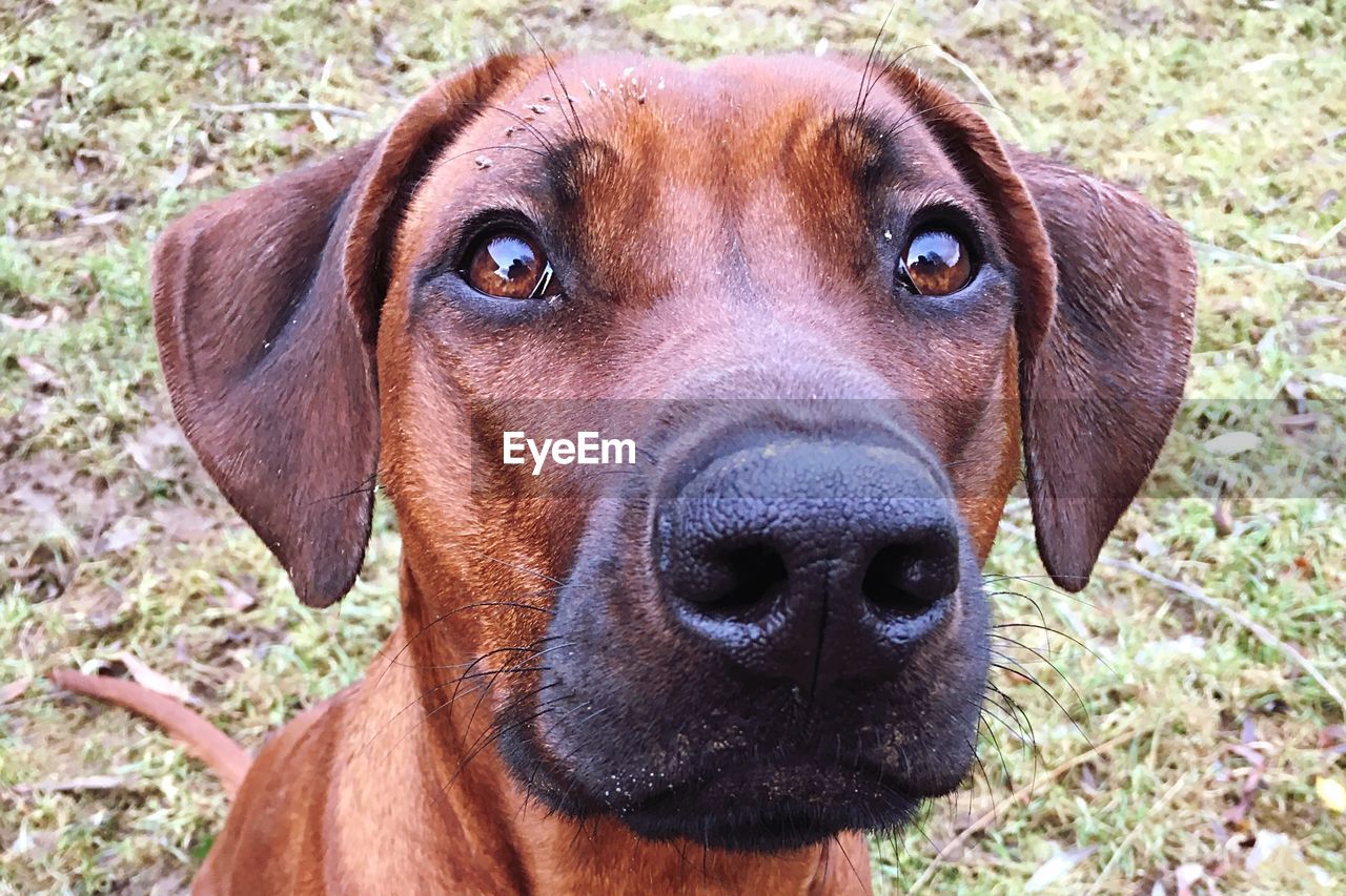 Close-up portrait of dog