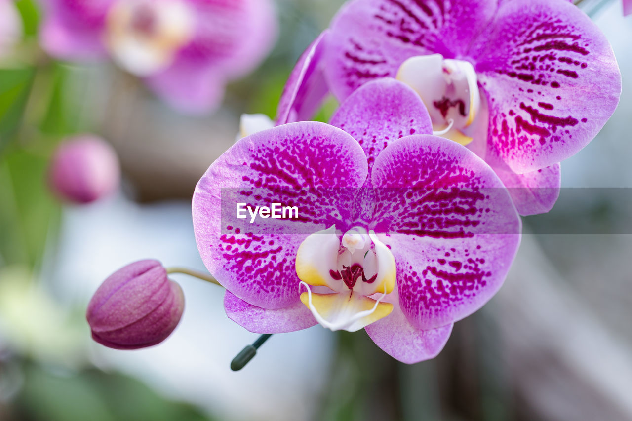 CLOSE-UP OF PINK ORCHID FLOWER