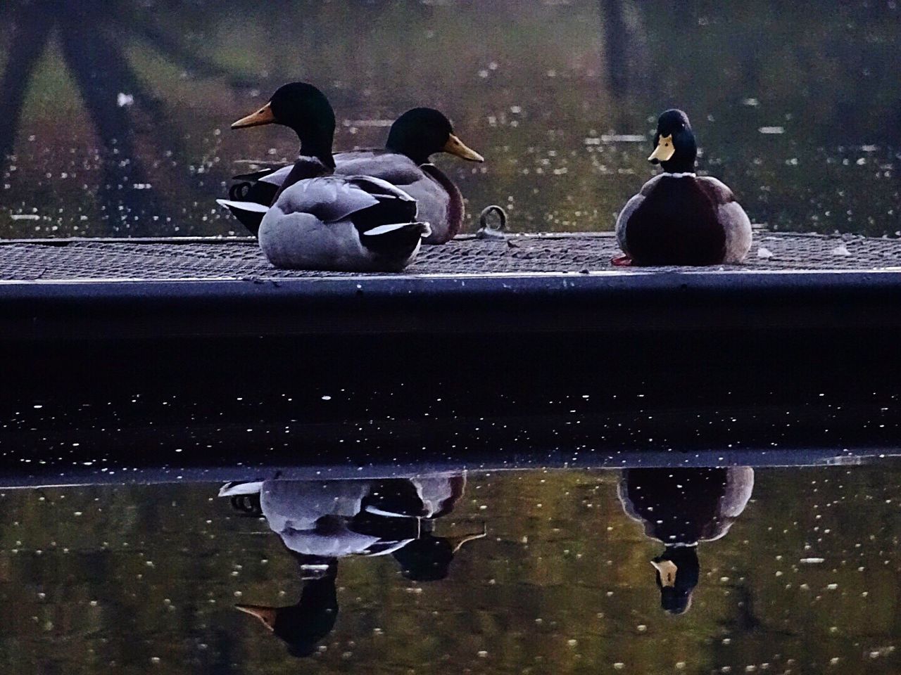 DUCKS ON WATER