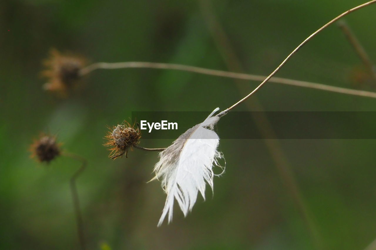 CLOSE-UP OF WHITE DANDELION FLOWER AGAINST BLURRED BACKGROUND