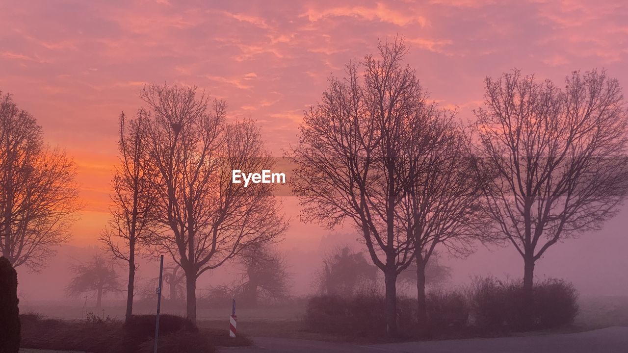 tree, morning, dawn, sky, sunrise, plant, fog, environment, landscape, beauty in nature, nature, mist, bare tree, scenics - nature, cloud, sun, tranquility, land, orange color, winter, silhouette, tranquil scene, twilight, no people, rural scene, cold temperature, outdoors, multi colored, idyllic, forest, autumn, travel destinations, branch, travel, non-urban scene, red, field, dramatic sky, snow, atmospheric mood, tree trunk, social issues