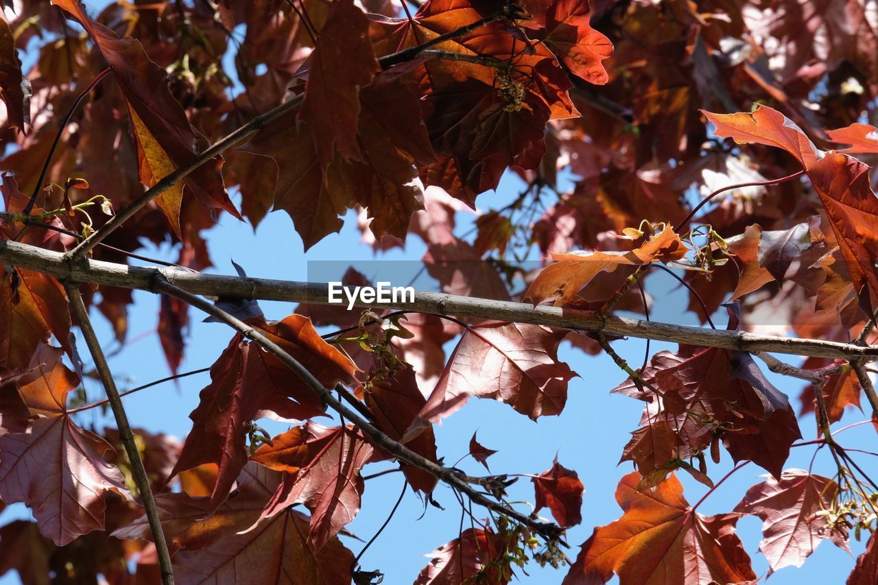 Low angle view of red maple trees during autumn