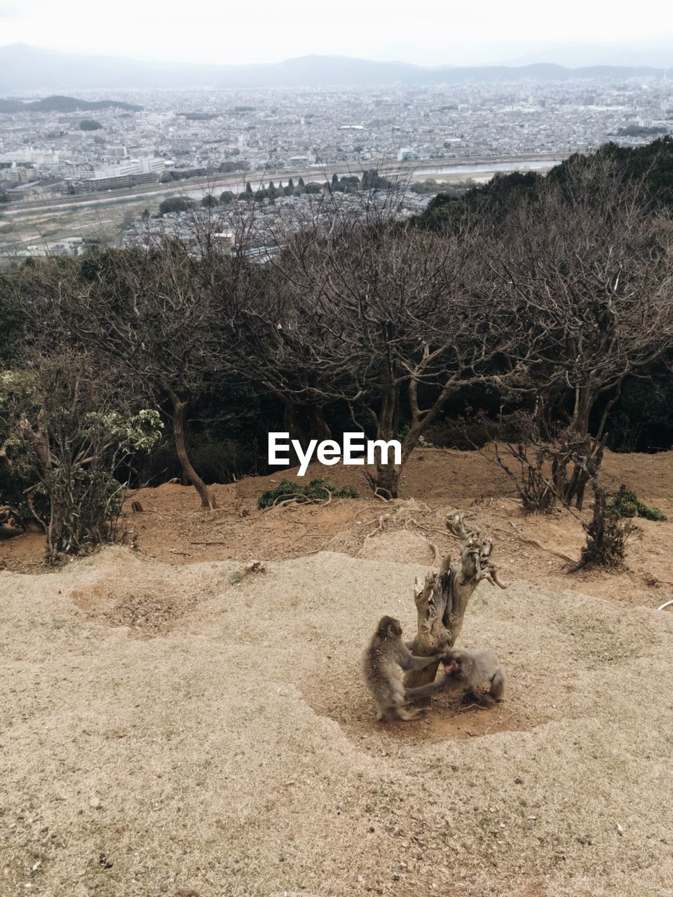 SHEEP ON LANDSCAPE