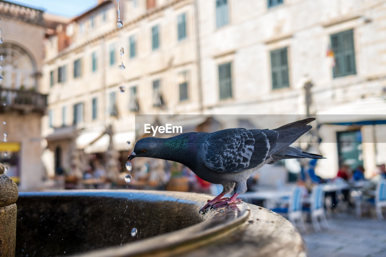 architecture, animal, bird, animal themes, building exterior, city, built structure, animal wildlife, blue, pigeons and doves, wildlife, pigeon, urban area, focus on foreground, water, day, one animal, nature, travel destinations, no people, street, outdoors, perching, building, fountain