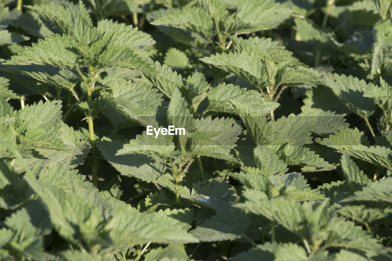 Field of green stinging nettles, plant used for food and traditional medicine