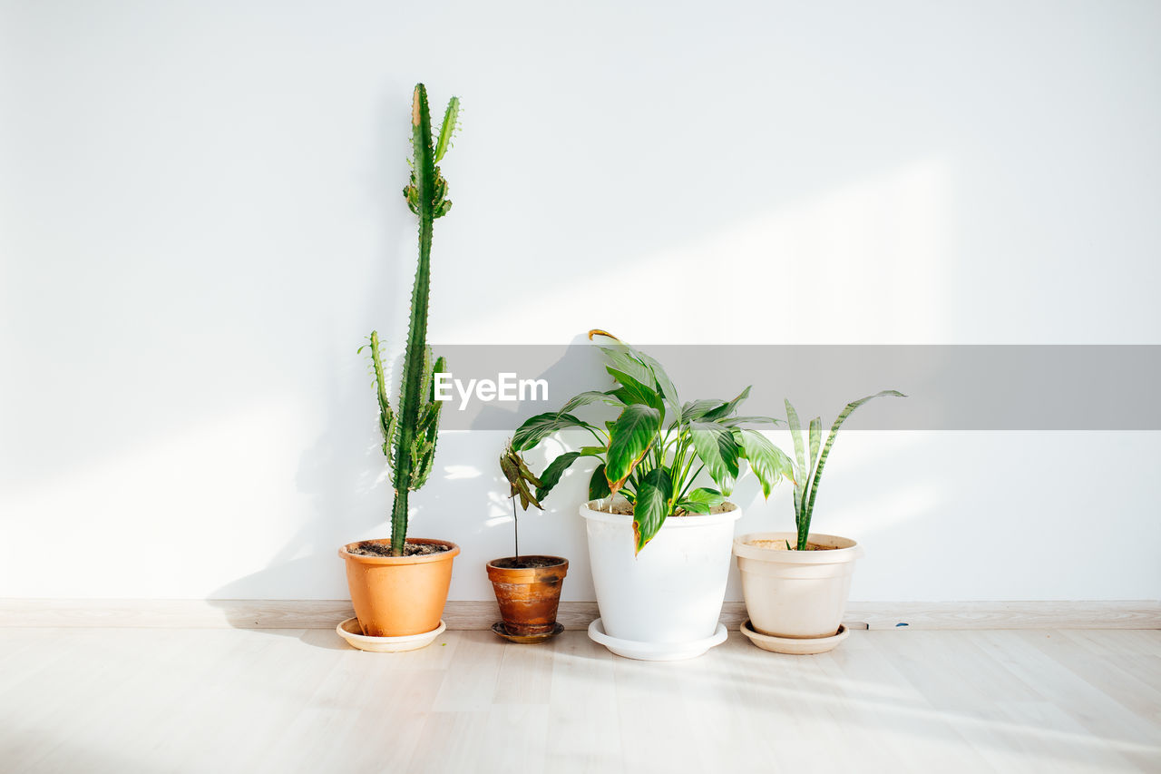 Potted plants in front of a white wall