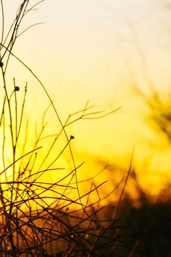 CLOSE-UP OF PLANTS AGAINST SUNSET