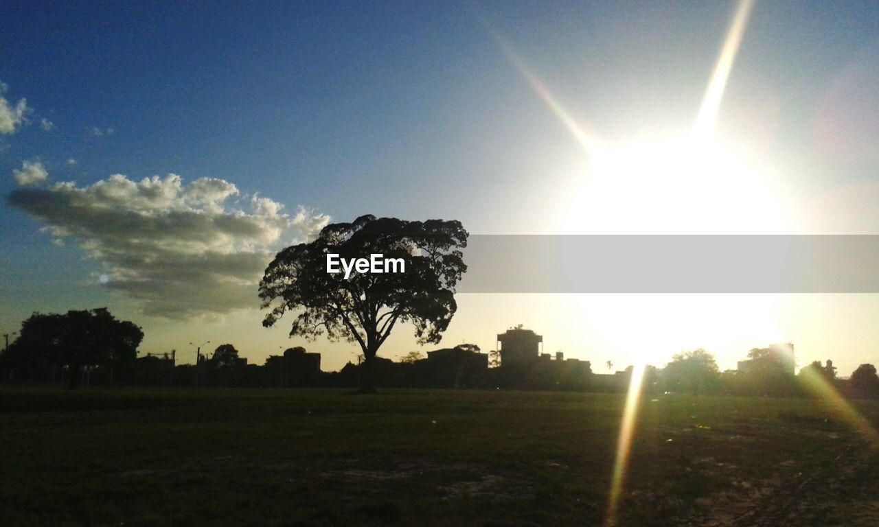 Sunbeam falling on grassy field