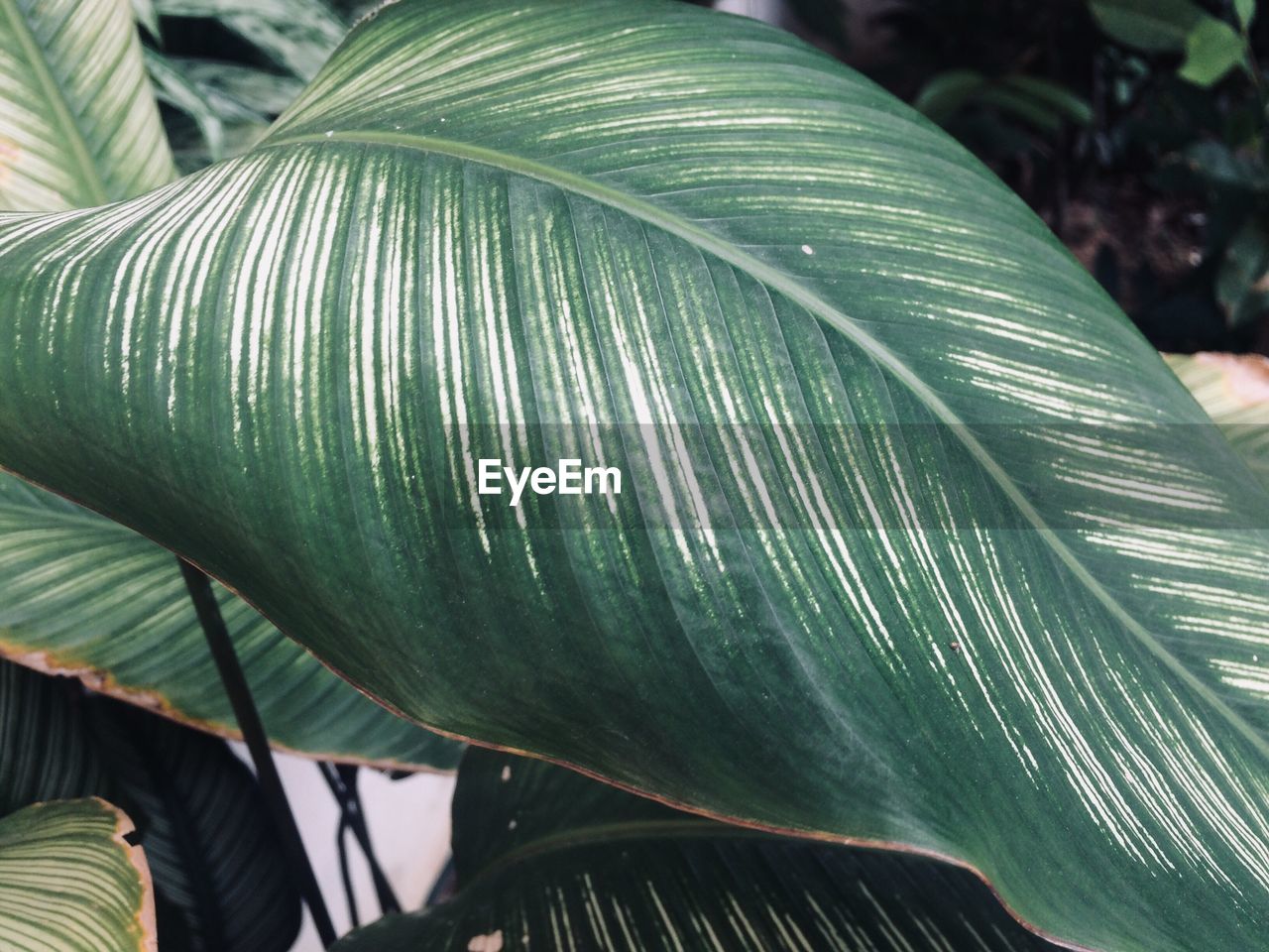 CLOSE-UP OF LEAVES