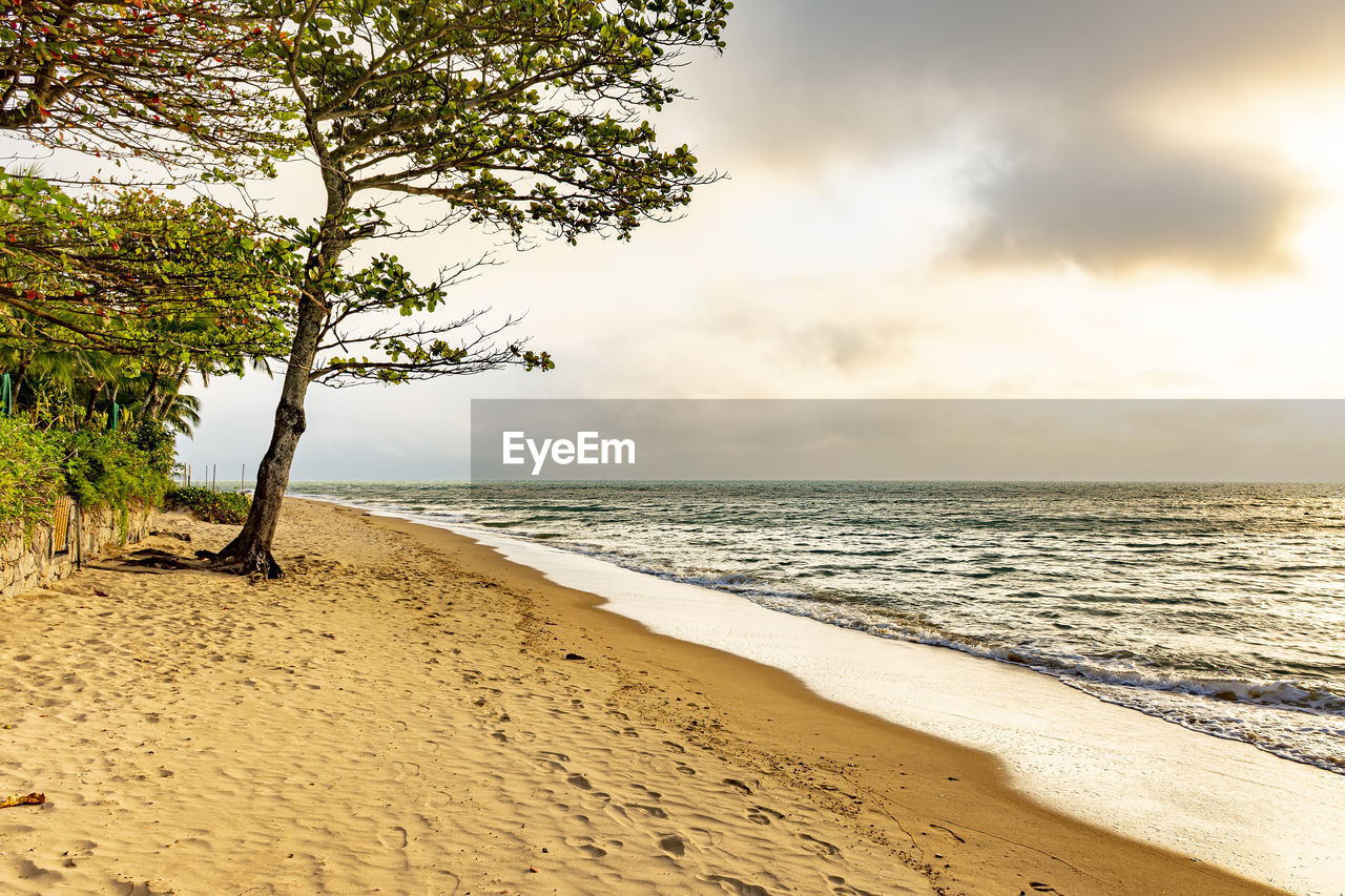 Desert beach with vegetations on ilhabela island