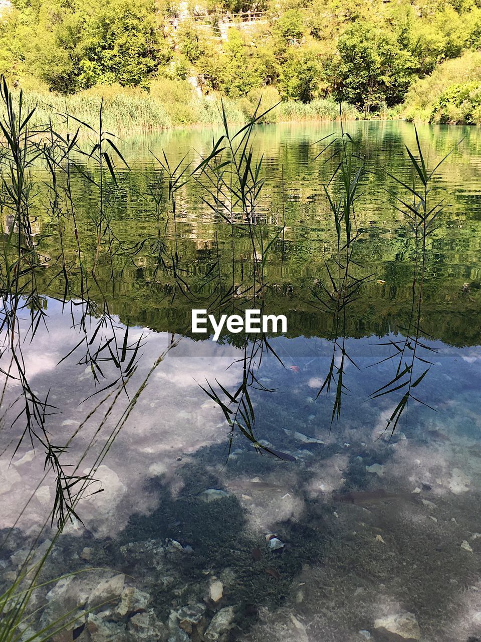 REFLECTION OF TREE IN LAKE