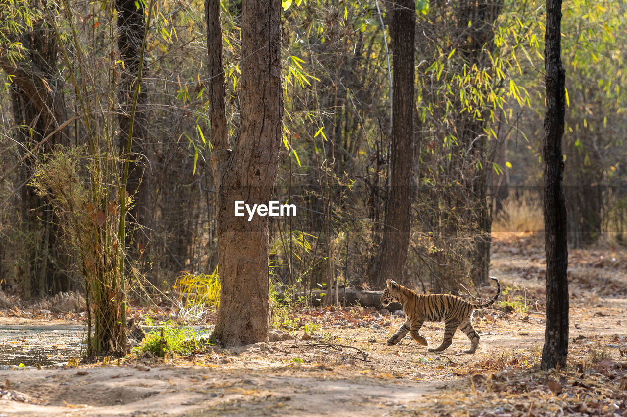 Tiger cub running amidst trees in forest